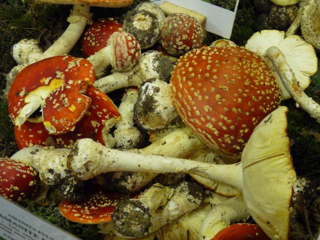 Amanite tue-mouches - Amanita muscaria (5)