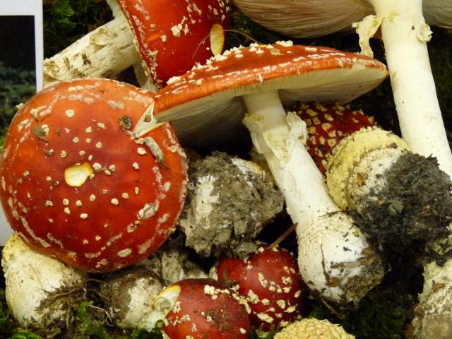 Amanite tue-mouches - Amanita muscaria (6)