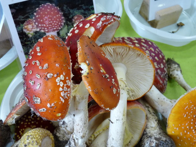 Amanite tue-mouches - Amanita muscaria