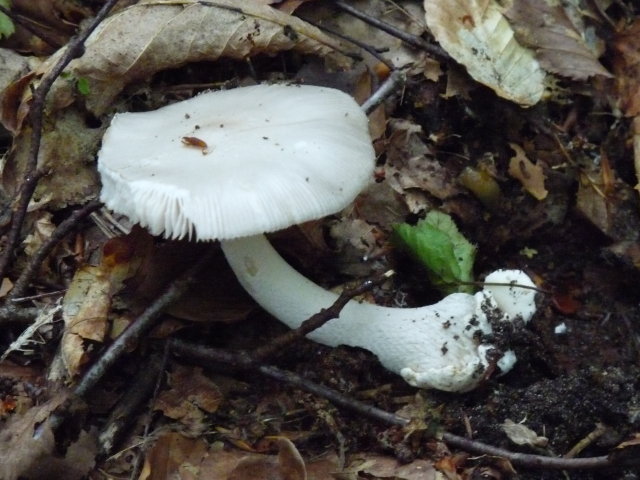 Amanite vaginée - Amanita vaginata (2)