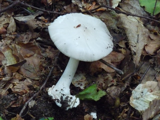 Amanite vaginée - Amanita vaginata