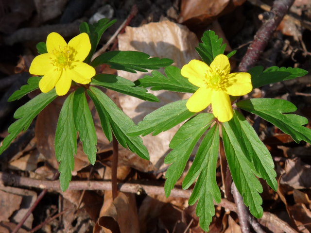 Anémone fausse-renoncule  - Anemone ranunculoides (2)