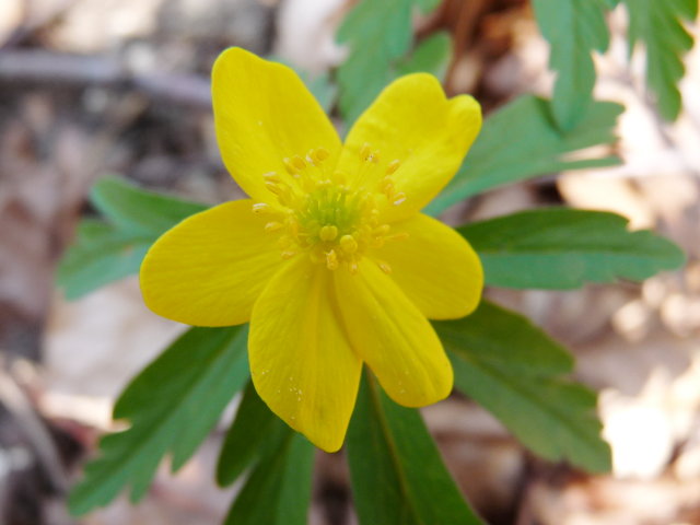 Anémone fausse-renoncule  - Anemone ranunculoides (3)