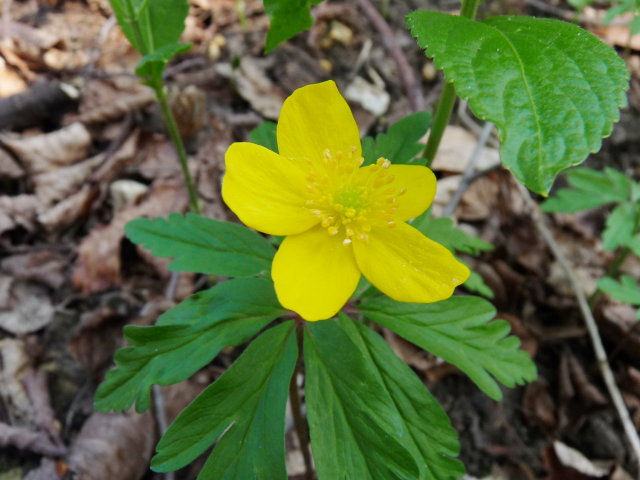 Anémone fausse-renoncule  - Anemone ranunculoides