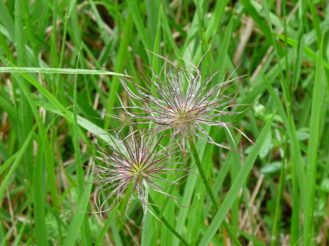 Anémone pulsatille - Anemone pulsatilla