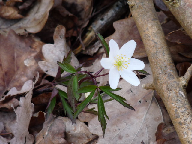 Anémone sylvie - Anemone nemorosa (2)