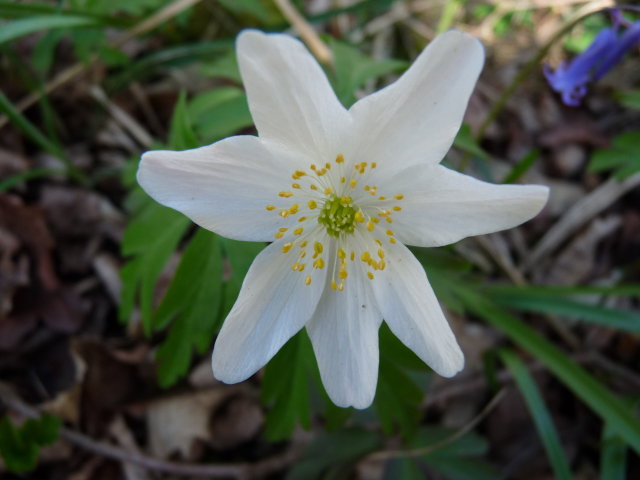 Anémone sylvie - Anemone nemorosa (3)