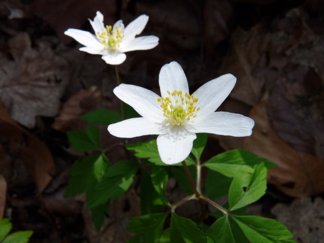 Anémone Sylvie - Anemone nemorosa (4)