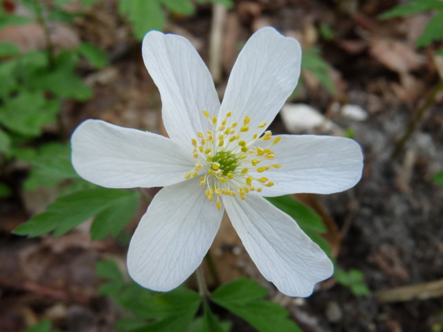 Anémone Sylvie - Anemone nemorosa (5)