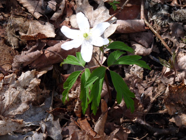 Anémone sylvie - Anemone nemorosa