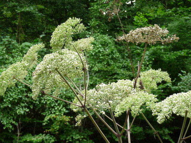 Angélique officinale -  Angelica archangelica (2)