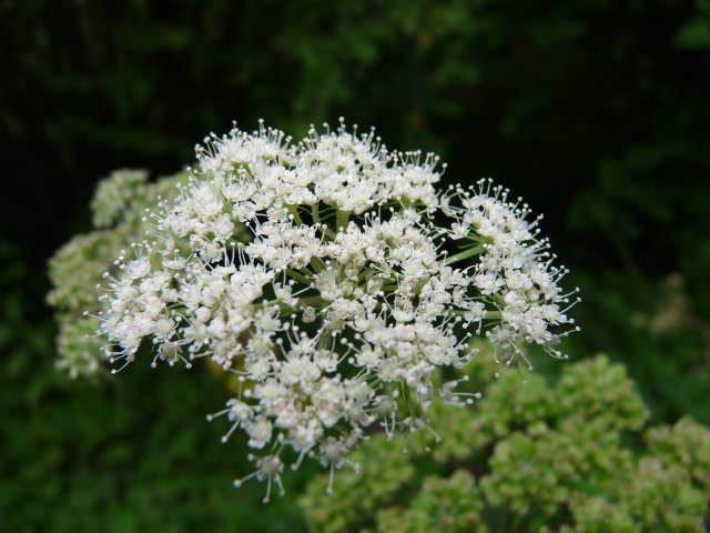 Angélique officinale -  Angelica archangelica (3)