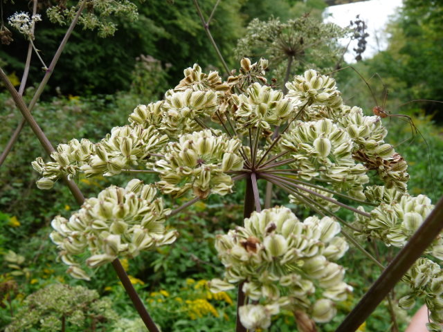 Angélique officinale -  Angelica archangelica