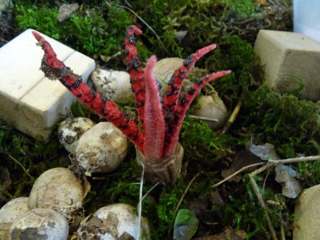 Anthurus d'Archer  - Clathrus archeri (2)