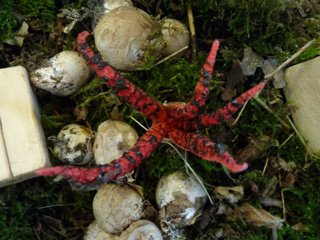 Anthurus d'Archer  - Clathrus archeri (4)