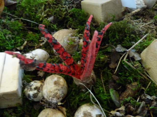 Anthurus d'Archer  - Clathrus archeri