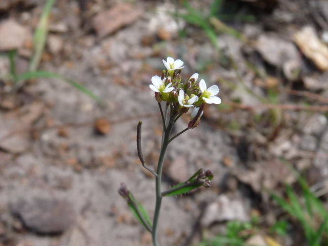 Arabette de Thalius - Arabidopsis thaliana