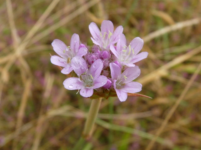 Armérie des sables - Armeria arenaria (2)