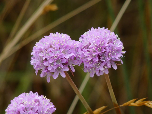 Armérie des sables - Armeria arenaria