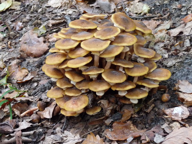 Armillaire couleur de miel - Armillaria mellea