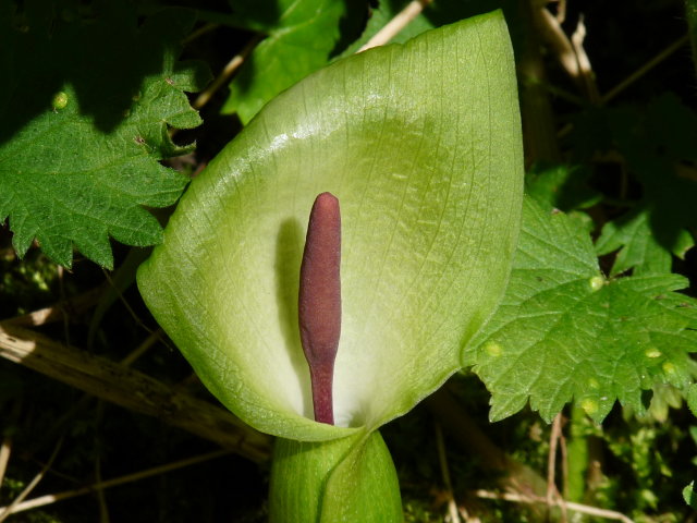 Arum sauvage - Arum italicum