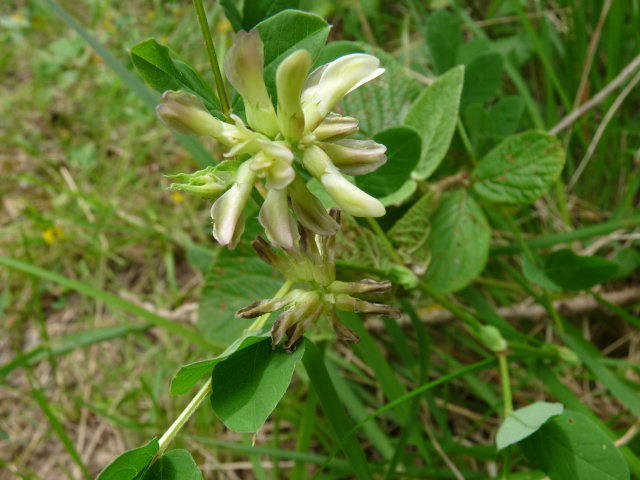 Astragale à feuilles de réglisse - Astragalus glycyphyllos