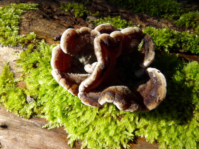 Auriculaire mésentérique - Auricularia mesenterica