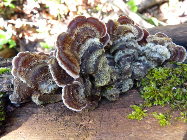 Auriculaire mésentérique - Auricularia mesenterica (2)