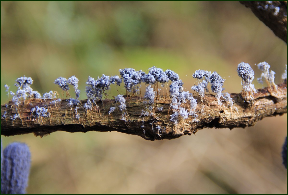 Badhamia utricularis