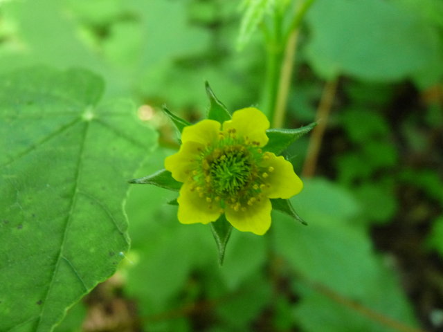 Benoîte commune - Geum urbanum