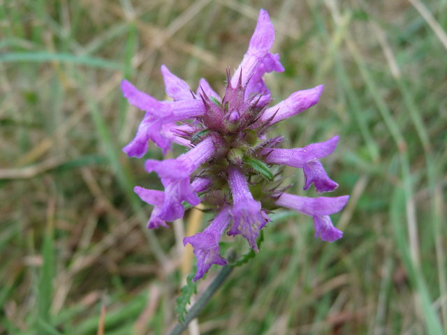 Bétoine - Stachys officinalis