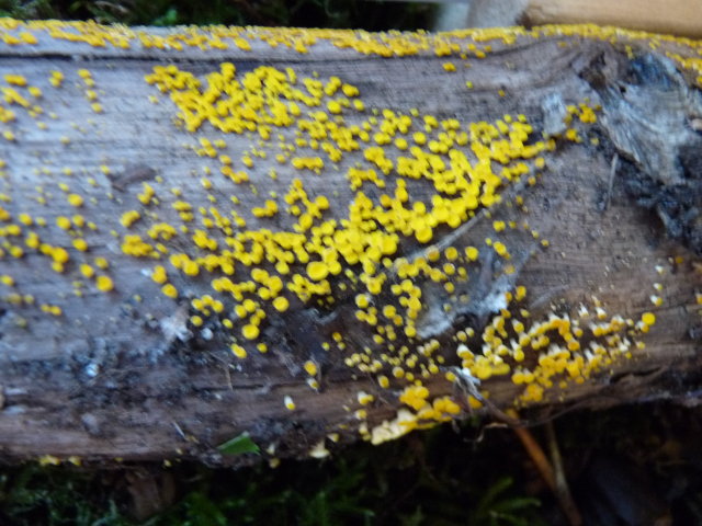 Bisporelle jaune - Bisporella citrina