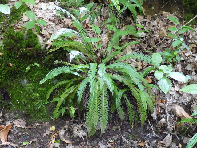 Blechnum en épi - Blechnum spicant (2)