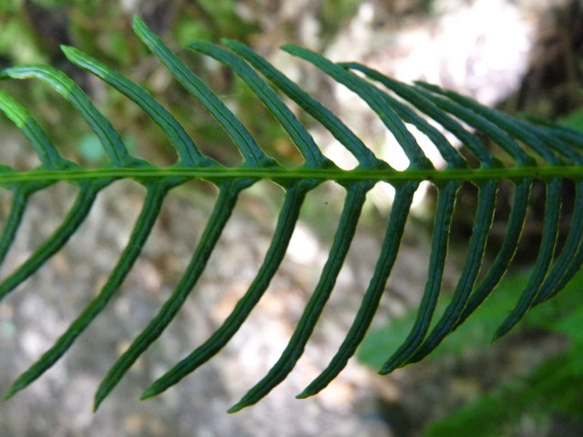 Blechnum en épi - Blechnum spicant