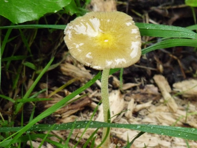 Bolbitie jaune d'oeuf - Bolbitius vitellinus