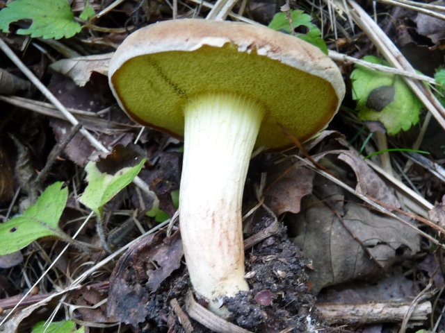 Bolet à chair jaune -  Xerocomus chrysenteron