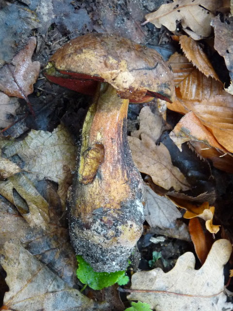 Bolet à pied rouge - Boletus erythropus