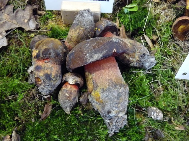 Bolet à pied rouge - Boletus erythropus (2)