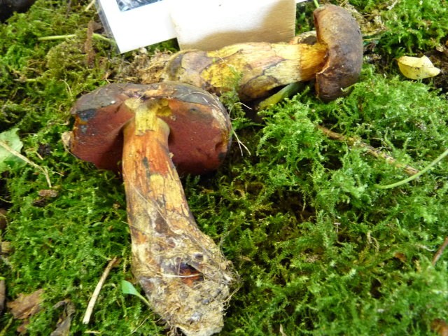 Bolet à pied rouge - Boletus erythropus (3)