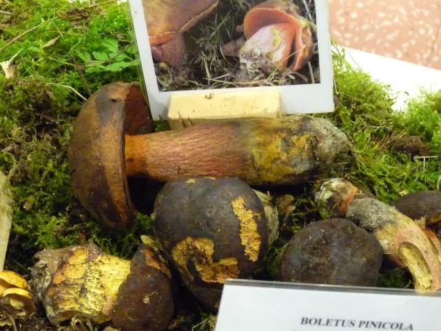 Bolet à pied rouge - Boletus erythropus (4)