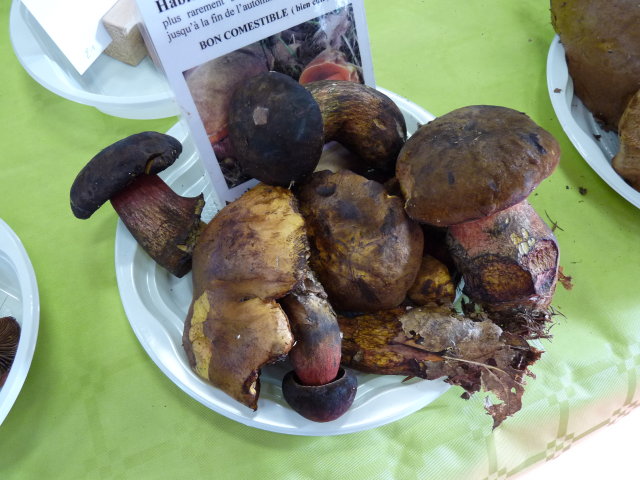 Bolet à pied rouge - Boletus erythropus