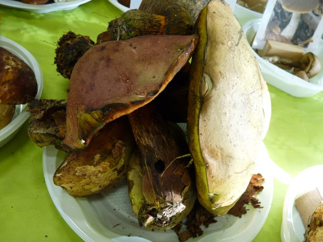 Bolet blafard à pied rouge - Boletus luridus var. erythroteron