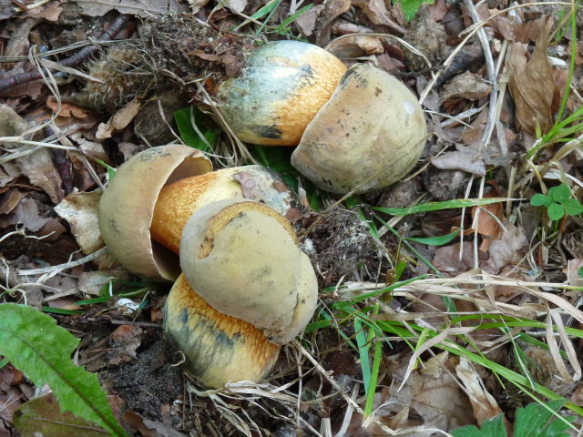 Bolet blafard - Boletus luridus