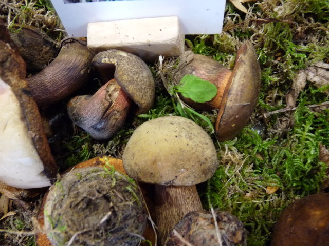 Bolet blafard - Boletus luridus