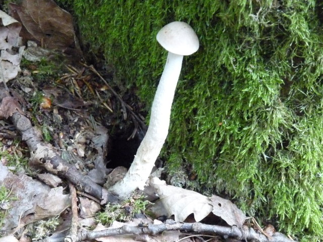 Bolet blanc - Leccinum holopus