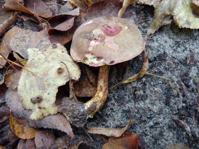 Bolet chrysenteron - Xerocomellus chrysenteron