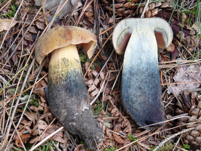 Bolet de Quelet - Boletus queletii