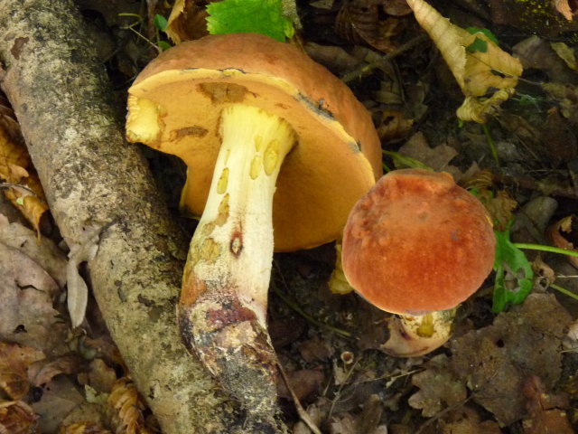 Bolet de Quelet - Boletus Queletii (2)