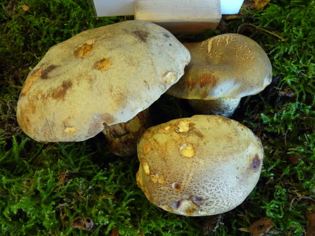 Bolet dépoli - Boletus impolitus (2)