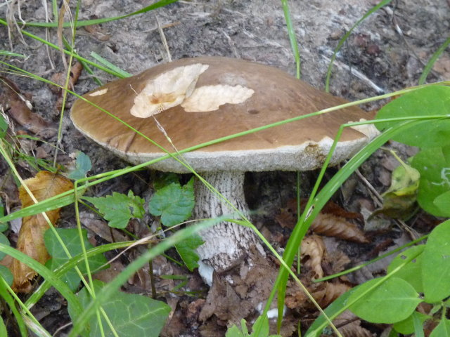 Bolet des charmes - Leccinum carpini